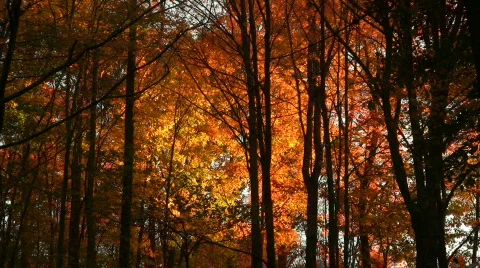 0706-B046 - Fall Foliage - MOS Stock Footage 266460