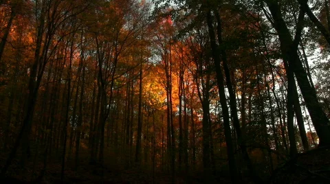 0706-B047 - Fall Foliage - MOS Stock Footage 266511