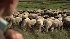 Shepherd guarding sheeps
