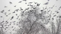 flock of birds taking off from a tree, a flock of crows black bird dry tree