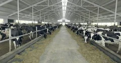 Cows in the barn on a farm