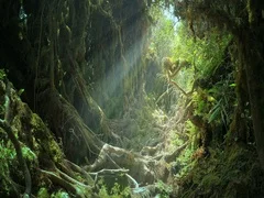 Sun light rays and beams shine through jungle forest canopy on mossy tree roots