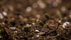 Time Lapse Video of Vegetables Growing from Seed