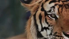 Pattaya, Thailand on November 24 Muzzle Tiger close-up