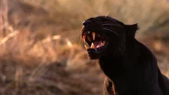 Black Leopard Growling Slow Motion