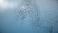 Large Flock of Flying Birds - Swarm of Starlings 4K