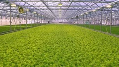 Aerial - Year-round organic food production in high-tech greenhouse