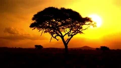 CLOSE UP: Sun rising behind silhouetted acacia tree in savanna wilderness