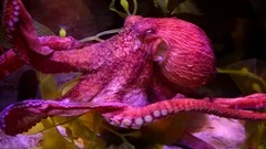 free swimming Giant Pacific Octopus