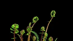 Time-lapse of growing baby fern plants in RGB + ALPHA matte format