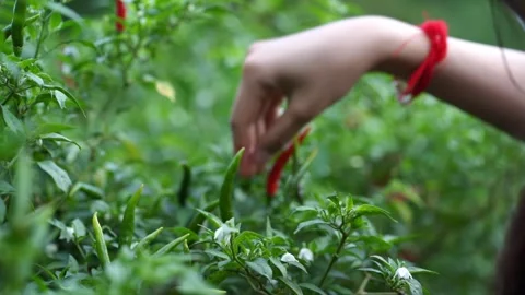 0718(1) Stock Footage 291987124