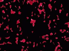  Romantic Light Red Rose Flower Petals Falling Background Alpha matte Loop 4k