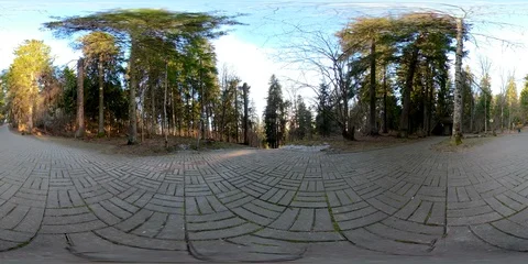 072 4K 360 VR immersive video of Big trees on the road side in Haanha Munamag Stock Footage 90986796