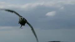 Falcon flying in slow motion