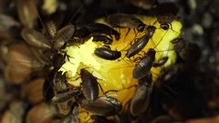Cockroaches feeding closeup footage