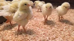 Lot of small chicks wonder camera and chirp. Chicken Farm. Closeup Chicks In