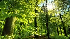Beautiful sun rays fall through fresh green foliage in a beech forest