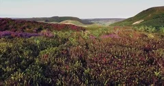 Aerial shot of theblooming heather, North Yorks Moors National Park