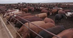 4K Close-up view of cattle feeding at a cement trough in a feedlot