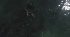 Cinema 4k aerial view from above of the elephant seals, in the water, at el..