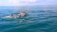 Dolphins swimming, porpoising, jumping out of water, hunting tuna. Sri Lanka