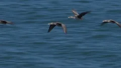 Cormorants Flying Over Thimble Shoals Panning
