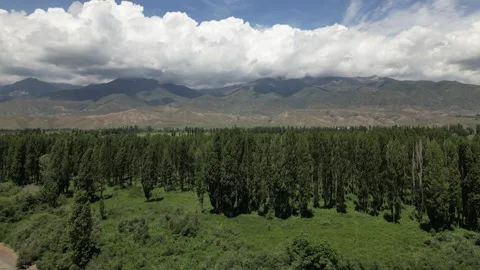 073 Video stock 246089043