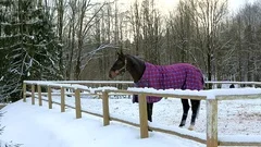 Snow flakes falling on a racehorse.
