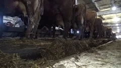 A cow defecates on a farm, Conveyor with dung