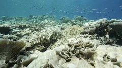 Severe coral bleaching reveal