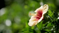 Exotic Hibiscus Tropical Flower, Maui Hawaii