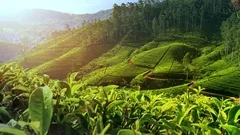 Beautiful tea plantation landscape of green valleys under morning sun. Sri Lanka
