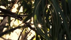 Beautiful Sunstars / Sunflares in Slow Motion ( Eucalyptus Leaves )