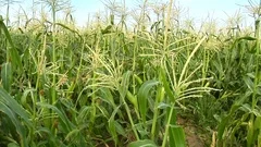 zoom in on cornstalks