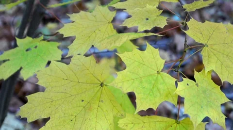 0741 Fall In the woods Stock Footage 36848040