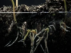 Plant seed roots growing underground hypogeal germination time lapse