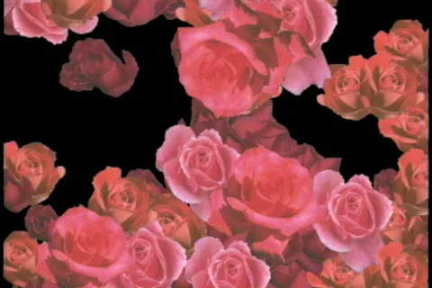 0743 falling roses transition Stock Footage 840618