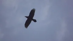 Floating raven against the sky and clouds, slow motion