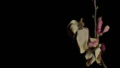 Flower Time-Lapse - Magnolia Flowers Live and Die Background - 25FPS PAL