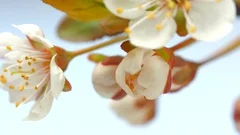 Beautiful spring cherry tree flowers blossoming timelapse