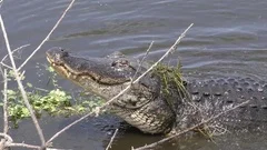 alligator growling during breeding season