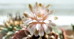 Cactus flower opening time lapse in sunny day. Sun illuminates a flowering