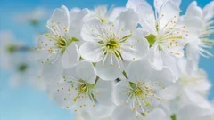 Flowers Cherry flowering. Timelapse. White flower sakura. 4k.