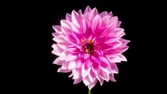 Time lapse - Blooming Pink Dahlia Flower - 4K