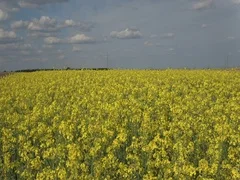 Agriculture Rapeseed canola oil field 