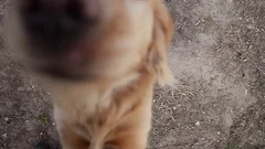 dog poked his nose into camera lens, curious dog plays