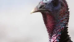 wild turkey extremely close up chirping