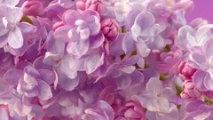 Lilac flowers background. Beauty fragrant lilac tiny flowers opening closeup