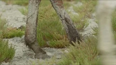 4k RED CAMERA slow motion. Detail of the legs of a wild horse full of clay