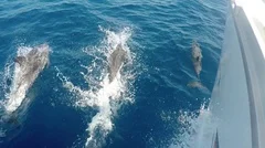 Flock of dolphins swimming and jumping in front of the bow of a yacht at high